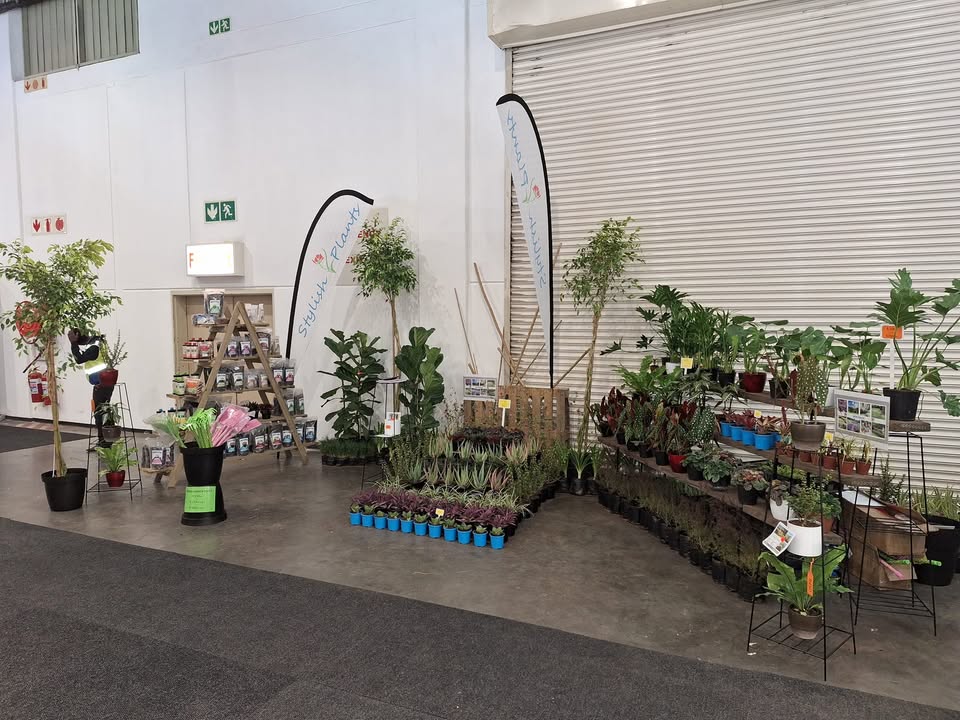 Stylish Plants